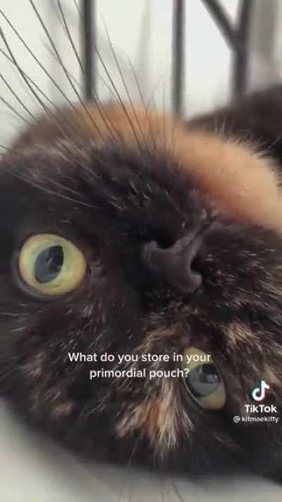 not my video, but i HAD to share this 😭😭😭 belongs to @kitmaekitty on tiktok. kitmaekitty, thank you for your service
