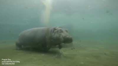 Hippos can't swim, they walk or bounce off the bottom. It’s a kind of gallop.