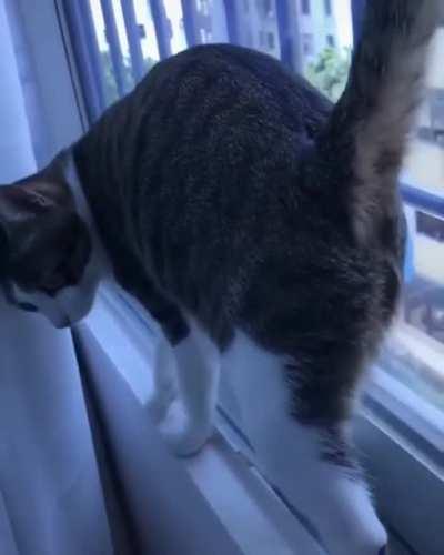 One chonky acrobat