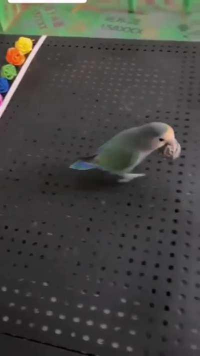 Bird sorting coloured balls of yarn