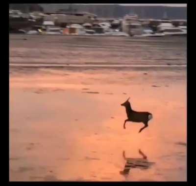 The deer happily jumping on the beach