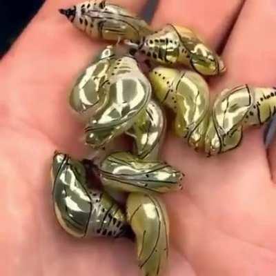 Tiger wing butterflies have golden chrysalises