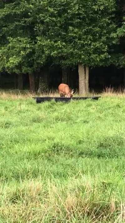 Here’s a video of our Red buck eating grain. Does are in the woods.