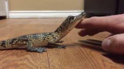 Baby crocodile being petted.