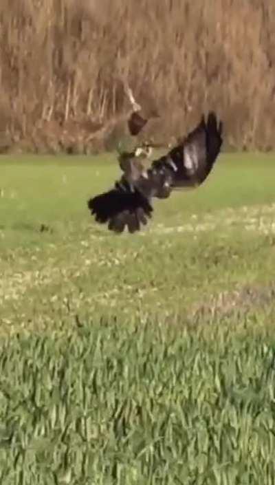 🔥 This bunny outmanoeuvring a hawk