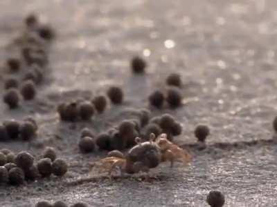 Sand bubbler crabs cover beach with countless sandy 'bubbles' as they eat