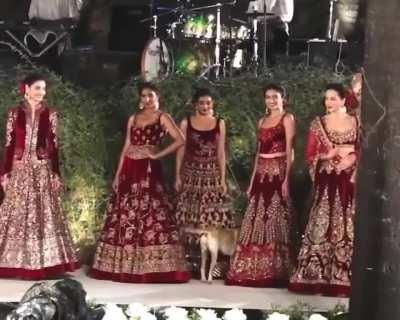 Confused dog gatecrashes a fashion show