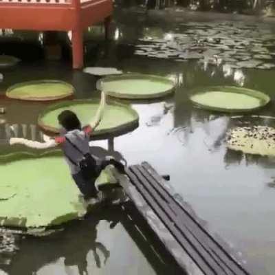 Trying to step on a giant lilypad irl