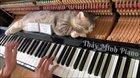 A cat lying on top of a piano whilst being played.