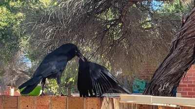 Papa Raven feeds his impatient baby. Cutest sound ever 