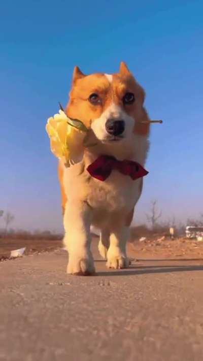 The elegant strut of this distinguished gentleman (Corgi)