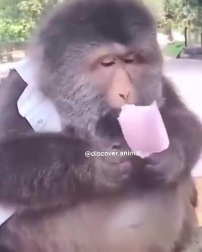 Monkey eating ice cream? What flavor is it