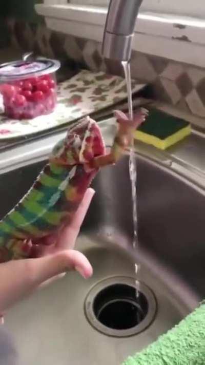 Chameleon washing hands...