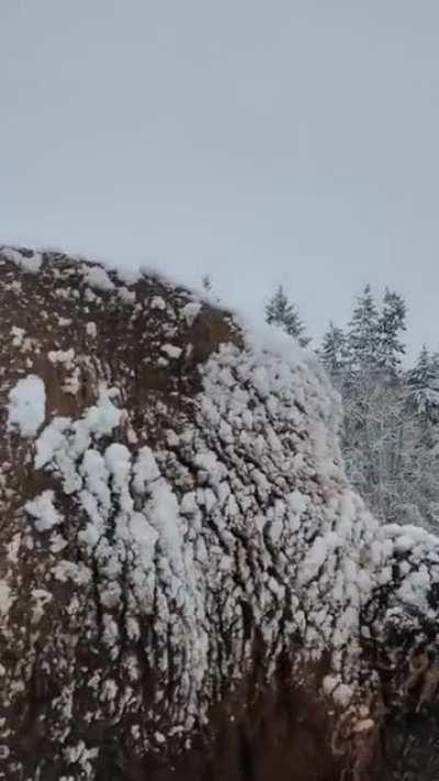 🔥 Bisons in winter