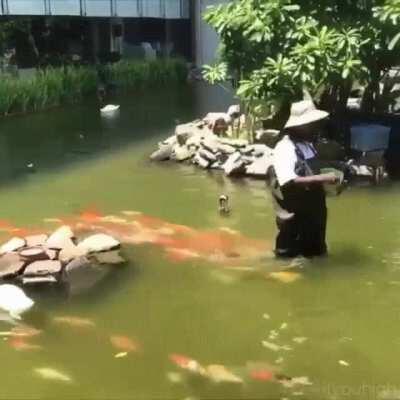 Koi fish waiting to be fed