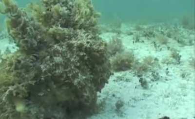 This octopus’s camouflage makes it almost entirely invisible, until it changes color