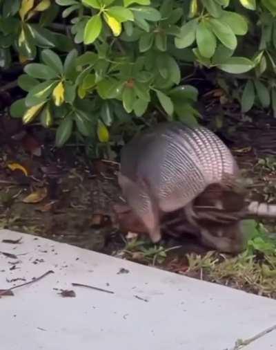 An Armadillo gathering foliage for its nest.