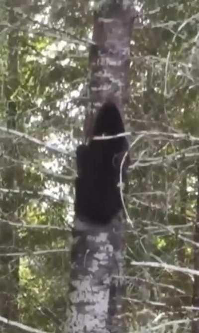 Black Bears Can Weigh Up To 300kg And Sprint At 35mph!!