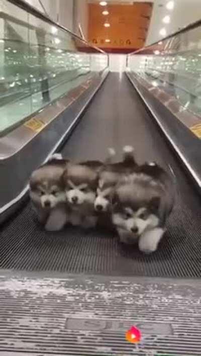 Let's Take a Walk Frens <3