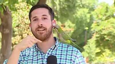 Parrot steals airpods from news reporter