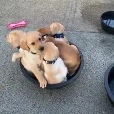 Big bowl o puppy