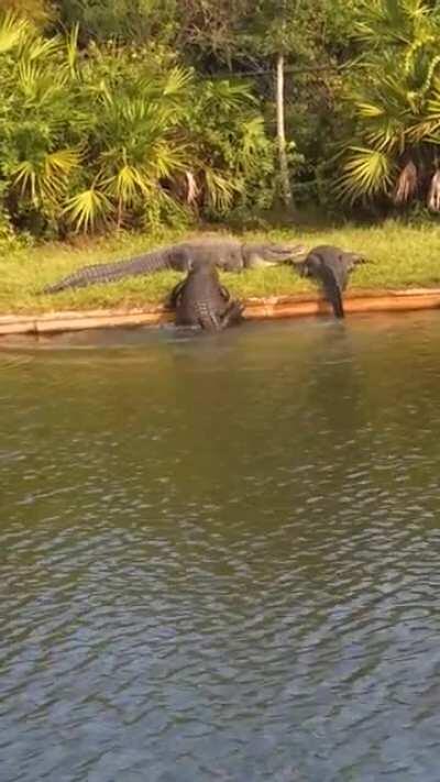 Gator derp