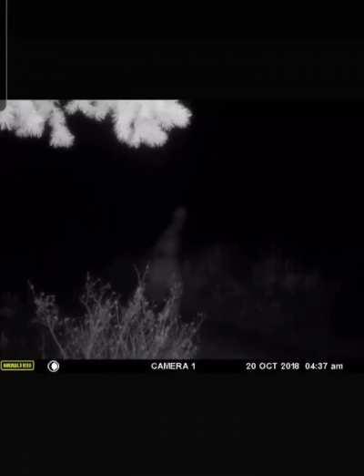 Caught on a friend's trail cam on a ranch on private property.. 