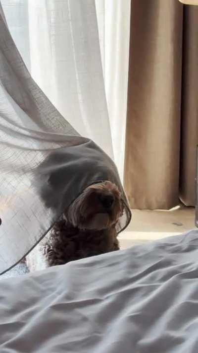 Our dog loves drapes