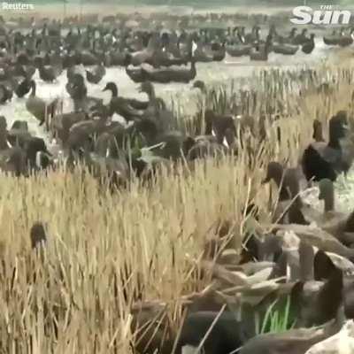 Around 10000 ducks are sent to rice fields in Thailand after harvest