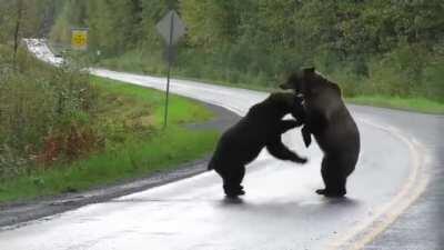 Best Bear Fight Ever