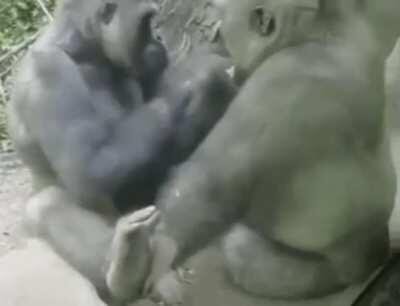 Gorilla messing with his friend in a very humanlike way.