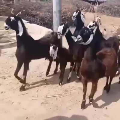 These are Nachi(dancing) goats from Pakistan and this is how they walk.