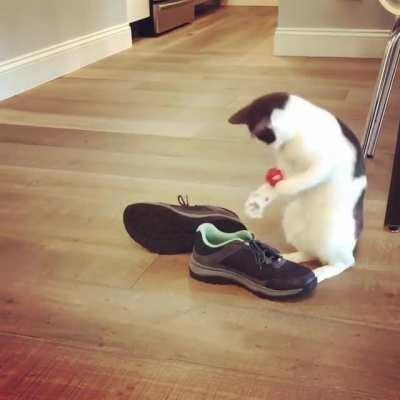 Kitty likes hiding toys in shoes, but sometimes she gets distracted.