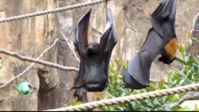 If you were ever wondering how a bat pees.....