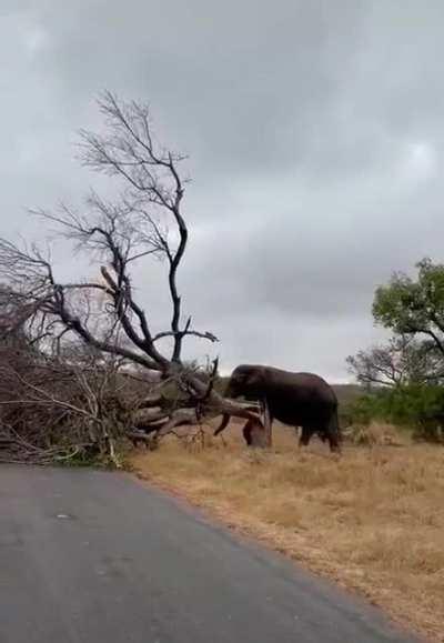 Elephant takes down tree.