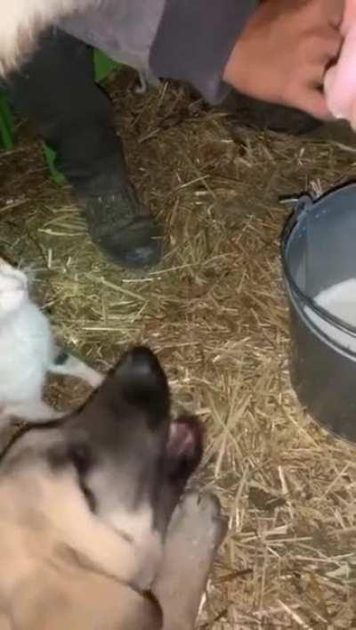 Cat and dog loves fresh cow milk