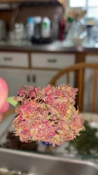 Strawberry Nuggets Harvest