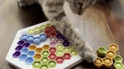 I am trying to do this puzzle (meant for small children 😬) and my cats think I’m an idiot. Their strategy is probably better anyway!