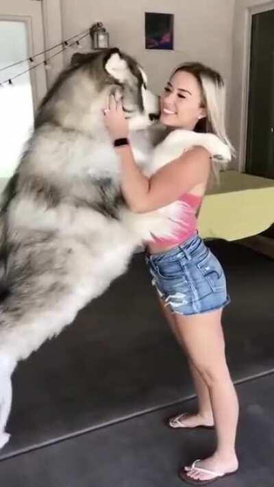 Giant Alaskan Malamute