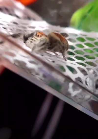 A true spiderbro