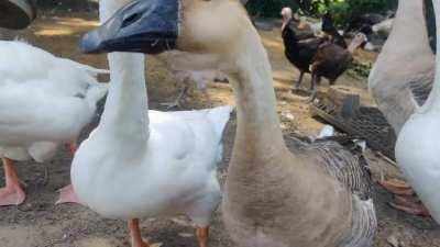 Just geese having a conversation