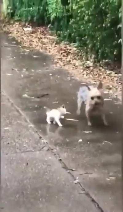 Hazel, a dog owned in Texas. In the rain, she went out into the yard to go to the bathroom, but when she returned too late, her worried owner looked outside and saw that she had brought along a kitten with her.