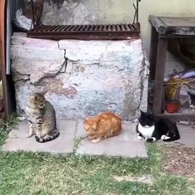 Cat's yawn has a domino effect