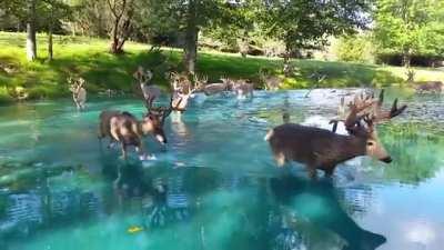 🔥 Majestic bucks wading through sky blue water