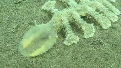 Nudibranch taking a bite.