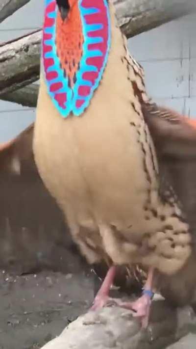 What an interesting bird