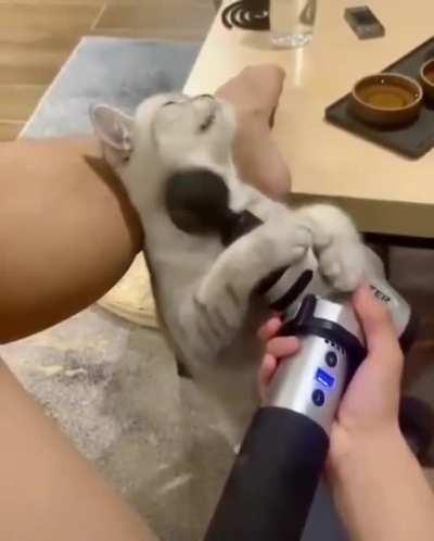 Massage cat