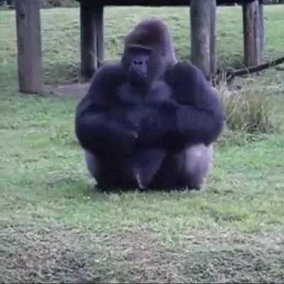 Gorilla uses sign language to communicate with visitors,telling them they cannot feed him.