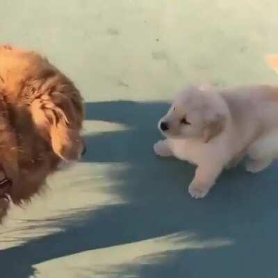 Senior dog meets a puppy and starts to feel like a puppy himself.