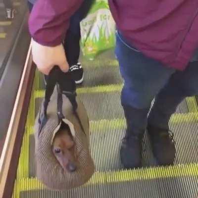 Is it a dog? Is it a bag? Nooo it's bagdoggo the superhero we need